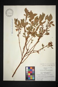 Vaccinium fuscatum image
