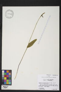 Pogonia ophioglossoides image