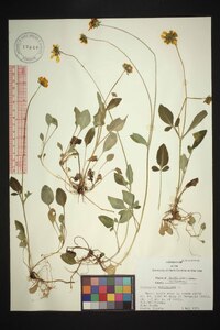 Coreopsis auriculata image