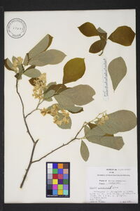 Styrax grandifolius image