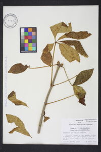 Aesculus sylvatica image