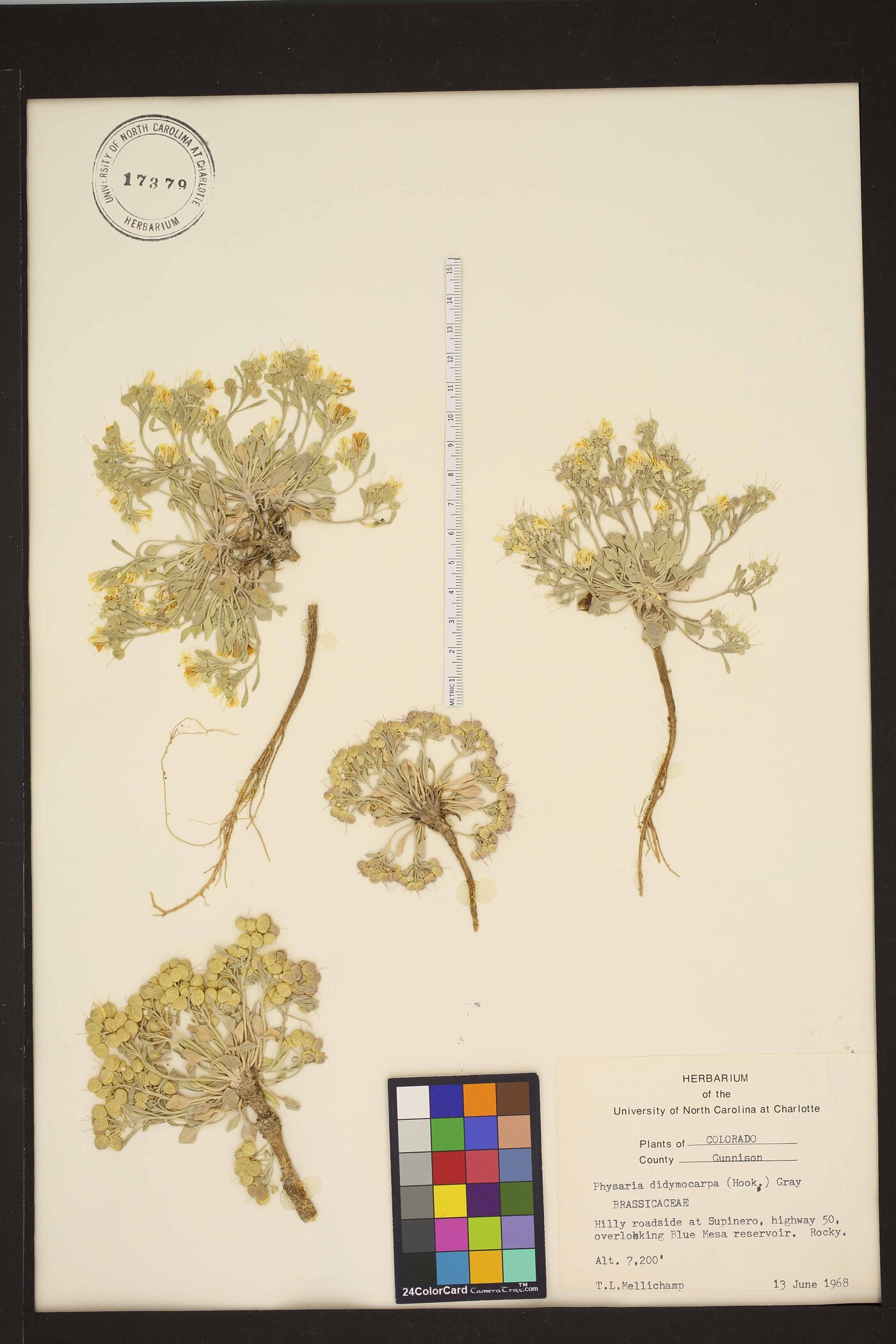 Physaria didymocarpa image