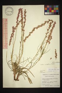 Liatris virgata image