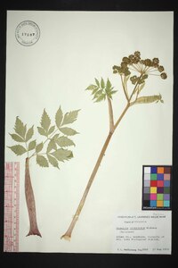 Angelica triquinata image