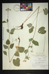 Thaspium trifoliatum var. aureum image