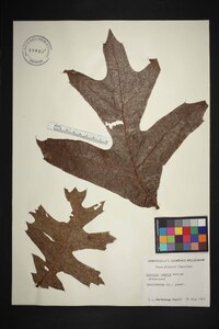 Quercus laevis image