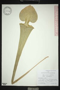 Sarracenia flava image