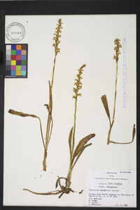 Spiranthes cernua image