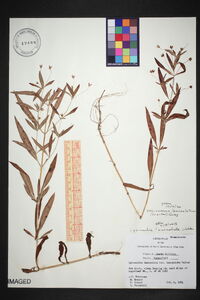 Steironema lanceolatum image