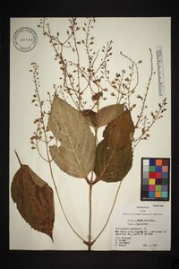 Collinsonia canadensis image