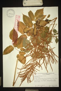 Aruncus sylvester image