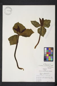 Trillium cuneatum image