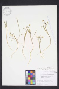 Claytonia virginica var. acutiflora image