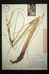 Carex trichocarpa image