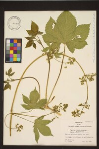 Humulus japonicus image