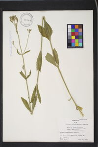 Verbena brasiliensis image