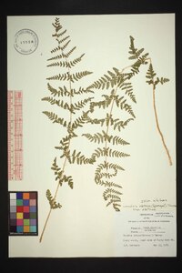 Woodsia obtusa subsp. obtusa image