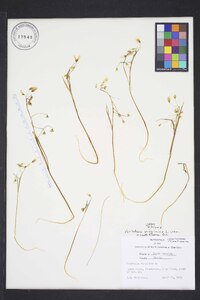Claytonia virginica var. virginica image