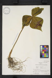 Trillium erectum image