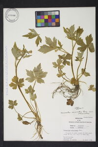 Ranunculus recurvatus var. recurvatus image