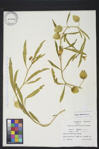 Physalis angustifolia image