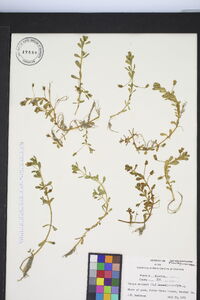 Bacopa monnieri image