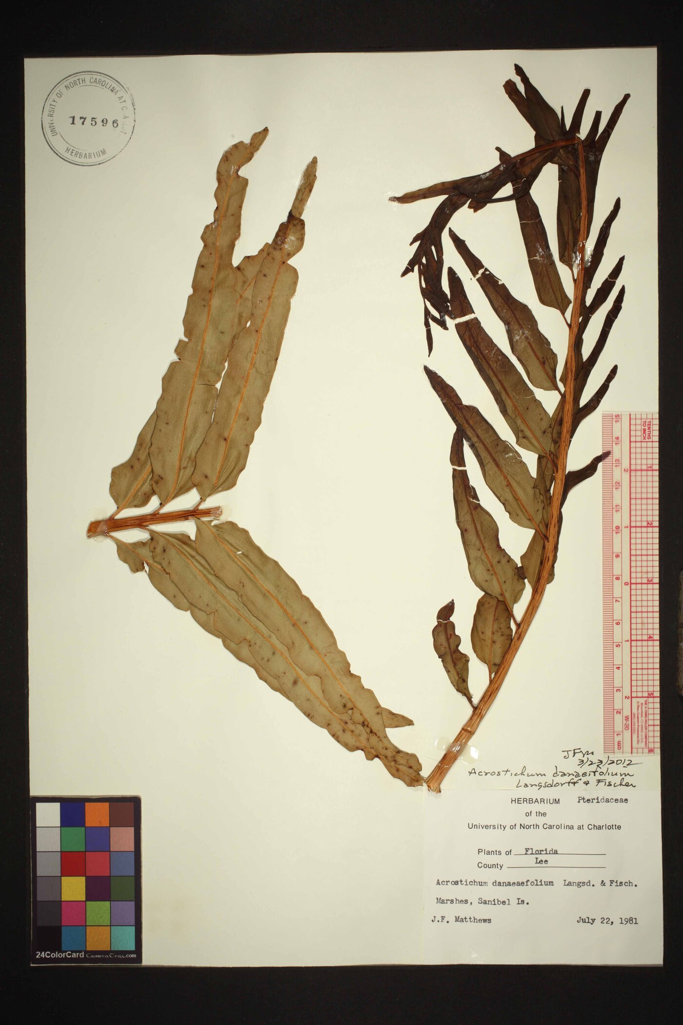 Acrostichum danaeifolium image