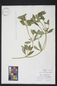 Richardia brasiliensis image