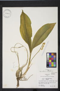 Convallaria majalis image