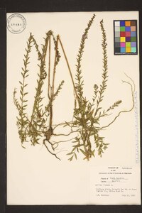 Lythrum lineare image