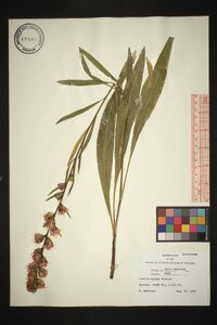 Liatris aspera image