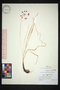 Allium allegheniense image