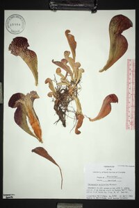 Sarracenia psittacina image