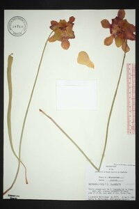 Sarracenia x areolata image