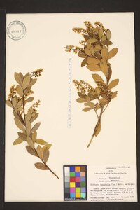 Cliftonia monophylla image