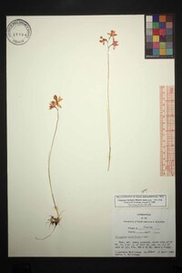 Calopogon multiflorus image