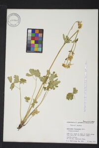 Aquilegia flavescens image