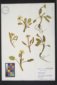 Caltha leptosepala image