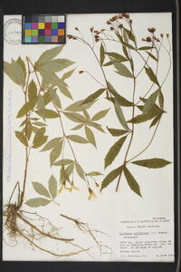 Gillenia trifoliata image