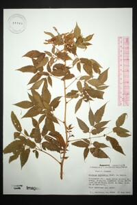 Aruncus sylvester image