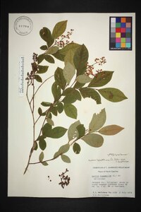 Lyonia ligustrina var. ligustrina image