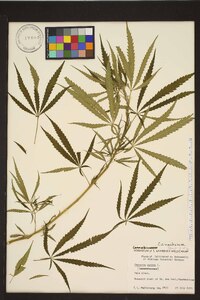 Cannabis sativa image