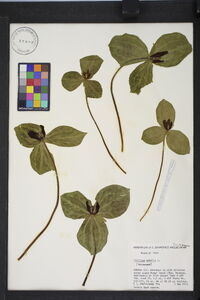 Trillium sessile image