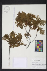 Chamaebatia foliolosa image