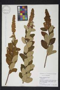 Spiraea douglasii image