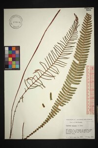 Blechnum spicant image