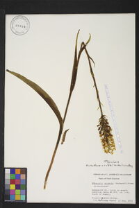 Platanthera cristata image