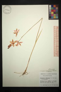 Calopogon tuberosus var. tuberosus image