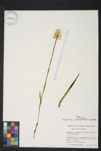 Platanthera integra image