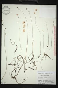 Utricularia striata image